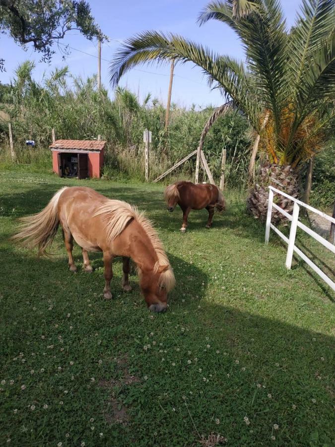 Il Poggio Degli Ulivi Apartment เตรวินญาโน โรมาโน ภายนอก รูปภาพ